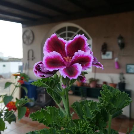 דירות לאחארס Casa Papi מראה חיצוני תמונה